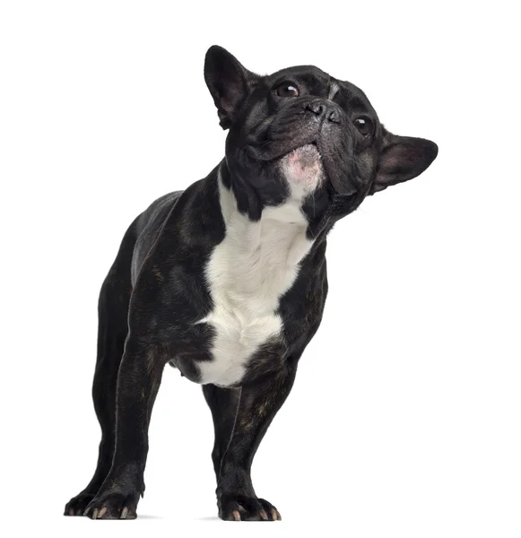 Bulldog francese, 3 anni, in piedi e guardando in alto, isolato o — Foto Stock