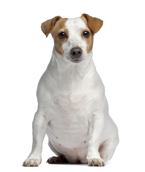 Jack Russell Terrier, 4 éves, ül és néz, elszigetelt — Stock Fotó