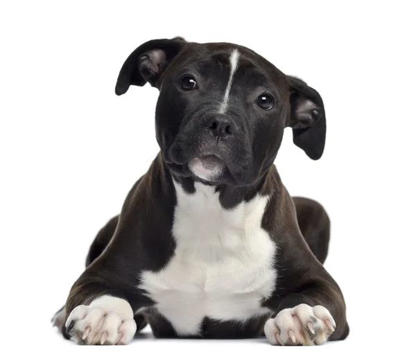 American Staffordshire terrier, 4 meses, deitado, isolado em — Fotografia de Stock