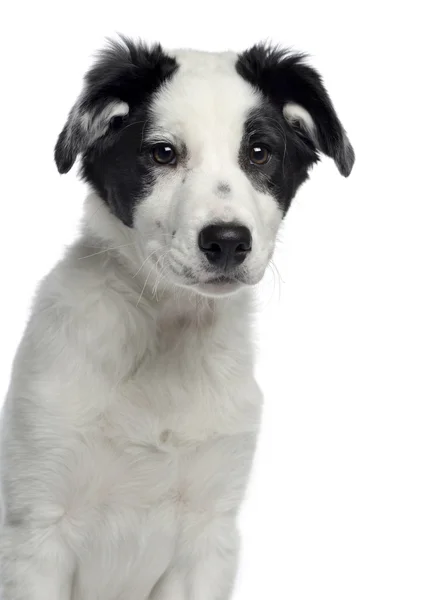 Close-up of a Border Collie, 3 months old, facing, isolated on w — Stock Photo, Image