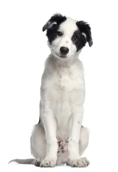 Border collie, 3 månader gammal, sitter och inför, isolerad på whi — Stockfoto