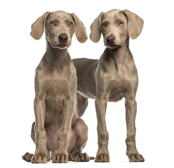 Dos cachorros Weimaraner, 2,5 meses de edad, sentado y de pie, es —  Fotos de Stock