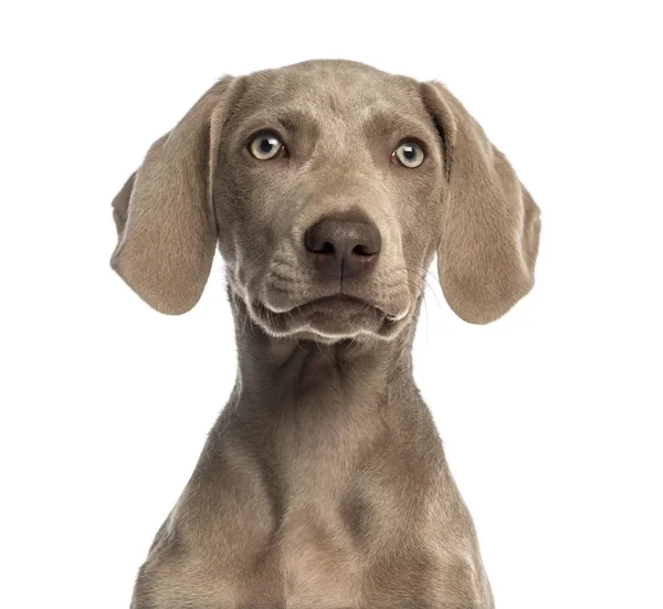 Nahaufnahme eines Weimaraner Welpen gegenüber, 2,5 Monate alt, isoliert — Stockfoto