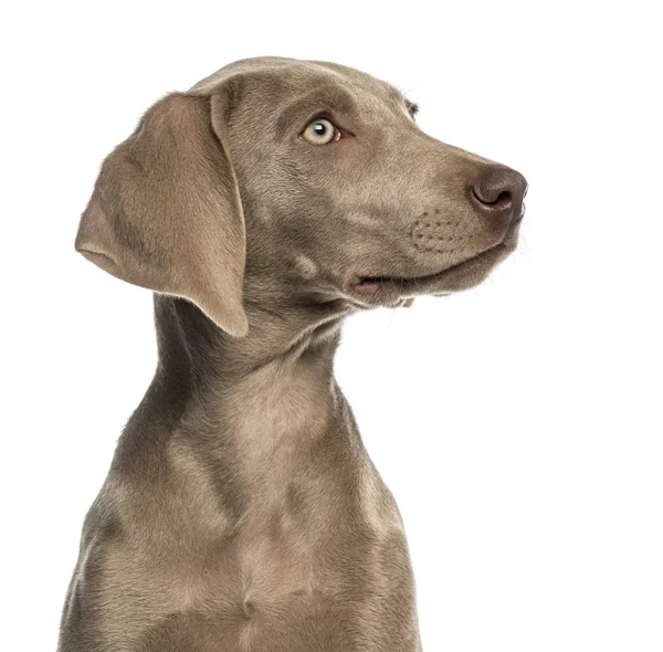 Close-up van een Weimarse staande hond puppy profiel, 2,5 maanden oud, geïsoleerd — Stockfoto