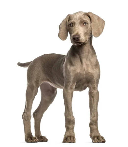 Weimaraner puppy, 2,5 months old, standing, isolated on white — Stock Photo, Image
