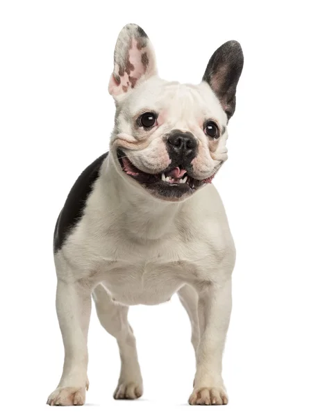 French Bulldog, 2 years old, standing and facing, isolated on wh — Stock Photo, Image