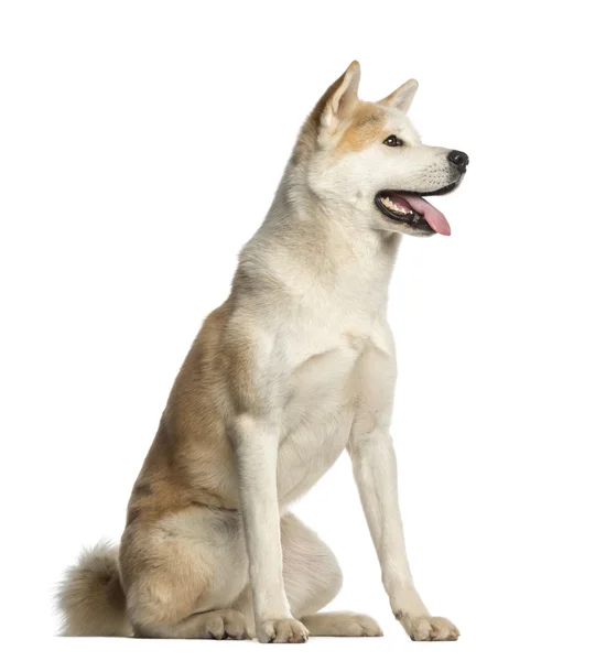 Akita Inu, 2 anni, seduta e ansimante, isolata su bianco — Foto Stock