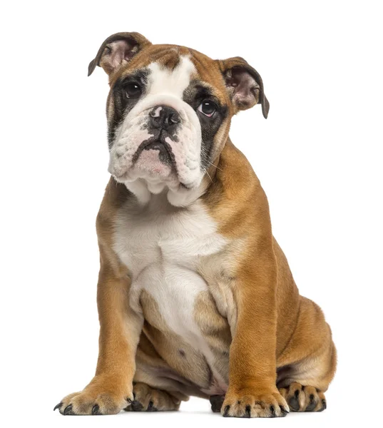 English Bulldog cachorro, 3,5 meses, sentado, aislado en whit —  Fotos de Stock