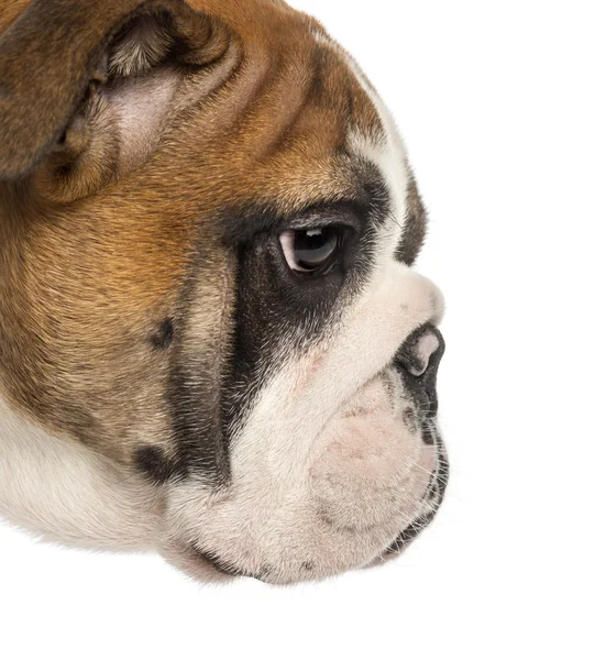 Närbild av en Engelsk tyrannisera hundvalp profil, 3,5 månader gammal, är — Stockfoto