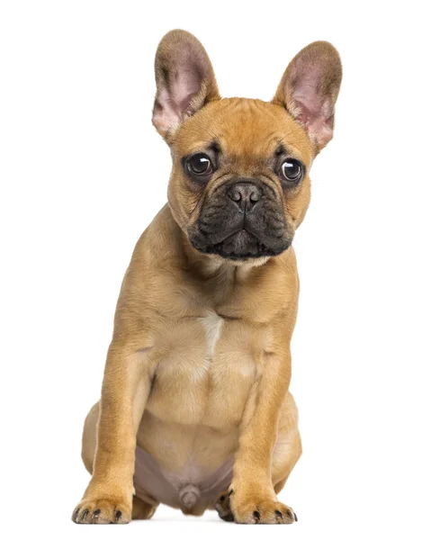 Francês Bulldog filhote de cachorro sentado e olhando, 4 meses, isolado — Fotografia de Stock