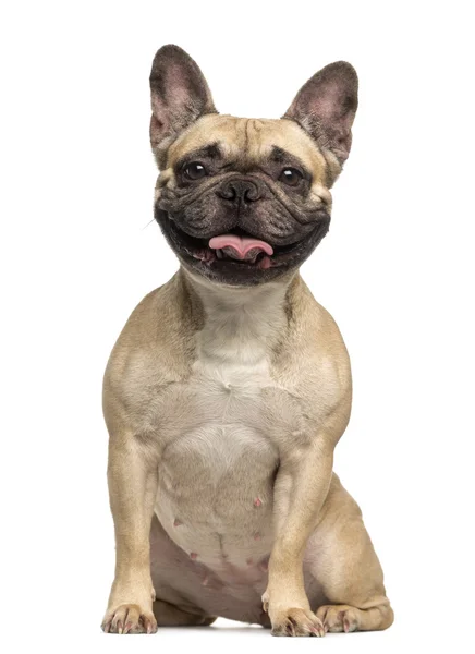 Fransk bulldog, 3 år gammal, sitter och flämtande, isolerad på wh — Stockfoto