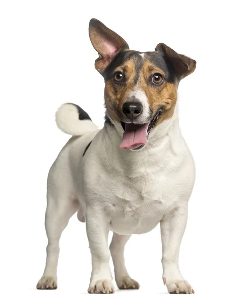 Jack Russell Terrier, 3 years old, standing and panting, isolate — Stock Photo, Image