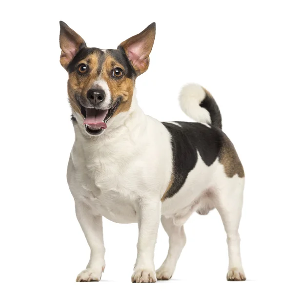 Jack Russell Terrier, 3 years old, standing and panting, isolate — Stock Photo, Image