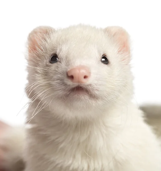 Close-up van een ferret, 2 jaar oud, geïsoleerd op wit — Stockfoto