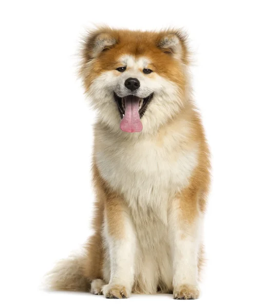 Akita Inu, 1 year old, sitting and panting, isolated on white — Stock Photo, Image