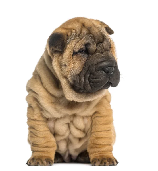 Shar pei κουτάβι, 2 μηνών, συνεδρίαση, απομονωμένα σε λευκό — Φωτογραφία Αρχείου