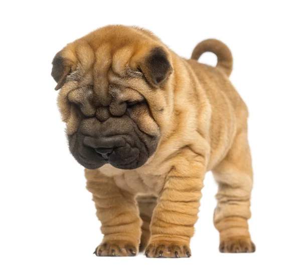 Shar Pei puppy, 2 months old, standing and looking down, isolate — Stock Photo, Image