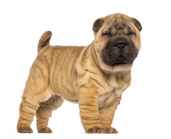 Shar Pei puppy, 2 months old, standing and facing, isolated on w — Stock Photo, Image