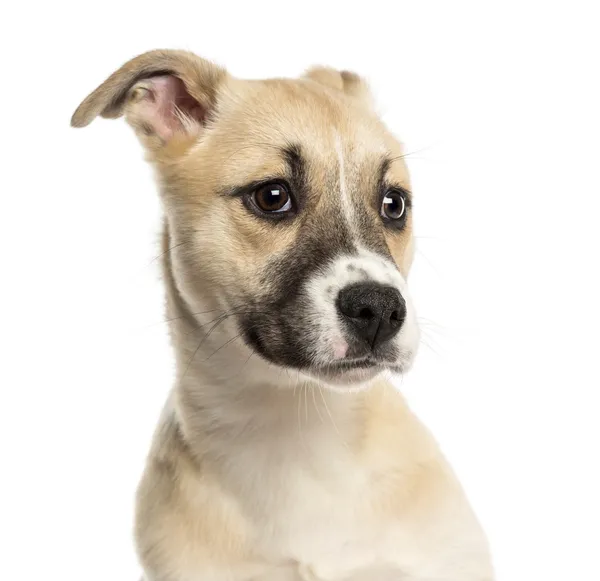Close-up van een husky bokser gemengd-ras pup, 3 maanden oud, isola — Stockfoto