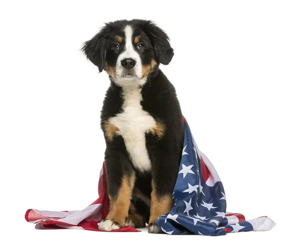 Patriotic dog sitting with american flag — Stock Photo, Image