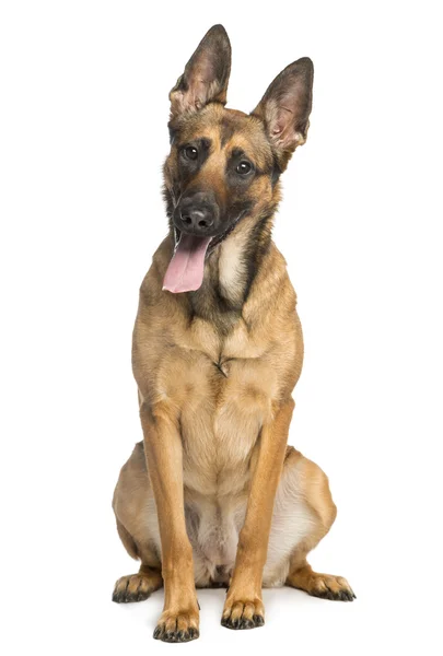 Belgian Shepherd Dog, 1 year old, sitting and sticking his tongu — Stock Photo, Image