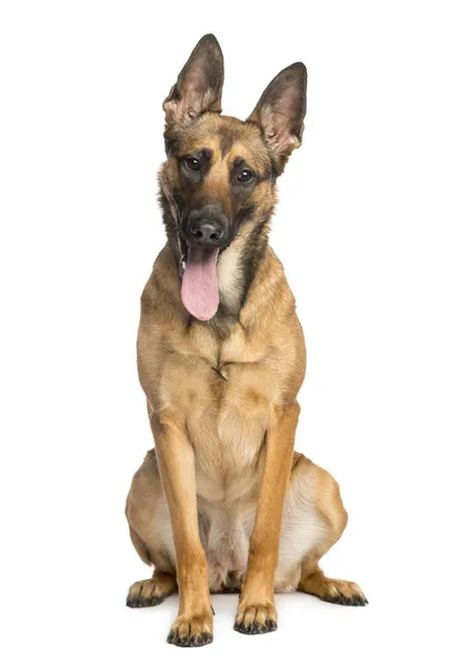 Belga Shepherd Dog, 1 ano, sentado e colando seu tongu — Fotografia de Stock