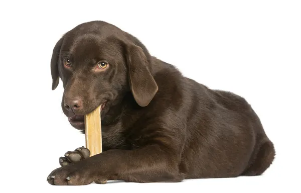 Chocolate labrador, 7 meses, acostado y masticando un hueso de perro , — Foto de Stock