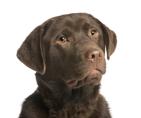 Gros plan d'un labrador au chocolat, 7 mois, isolé au fouet — Photo