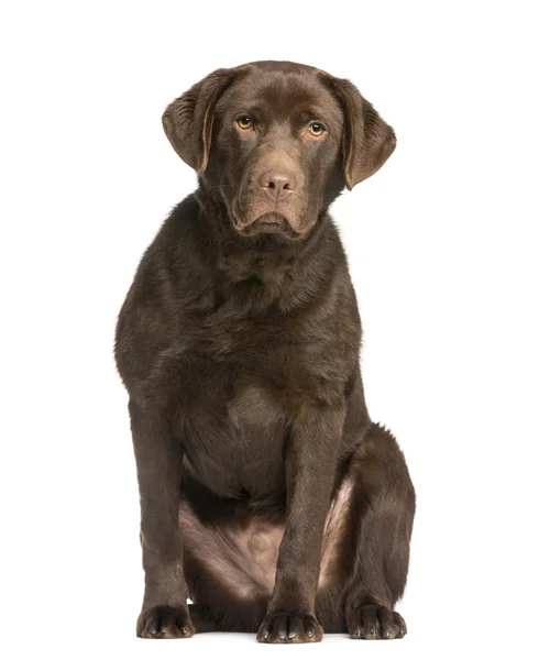 Chocolate labrador, 7 meses, sentado e de frente, isolado — Fotografia de Stock