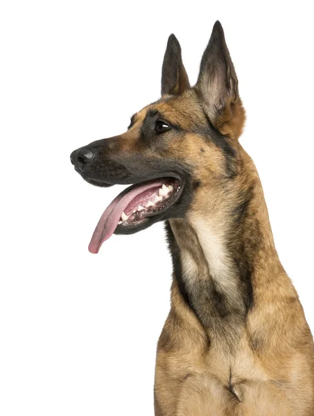 Primer plano de un perro pastor belga, 1 año —  Fotos de Stock