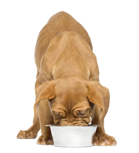 Dogue de Bordeaux Puppy facing and eating from a metallic dog bo Stock Photo