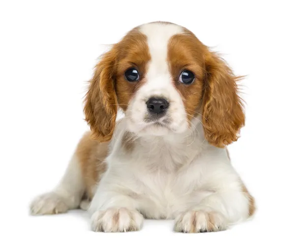 Cavalier King Charles Puppy lying and facing, isolated on white — Stock Image Cavalier King Charles Puppy lying and facing, isolated on white Stock Image