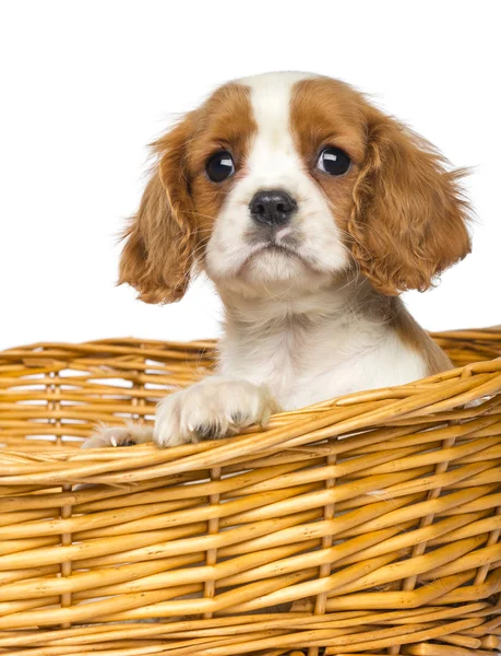 Close-up of a Cavalier King Charles Puppy, 2 months old, in wick — Stock Image Close-up of a Cavalier King Charles Puppy, 2 months old, in wick Stock Photo