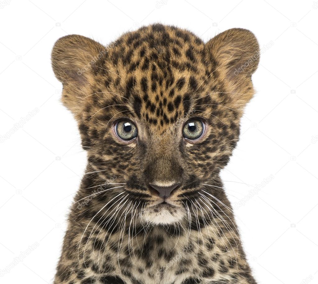 Close-up of a Spotted Leopard cub starring at the camera - Panth