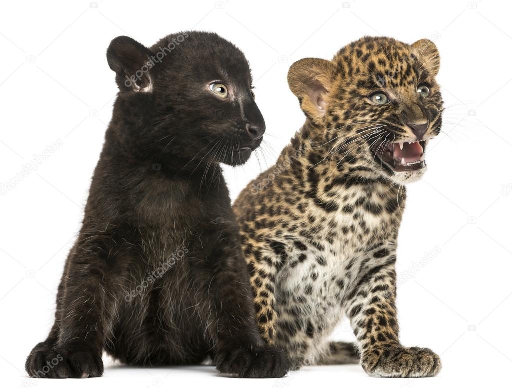 Black and Spotted Leopard cubs sitting next to each other, isola