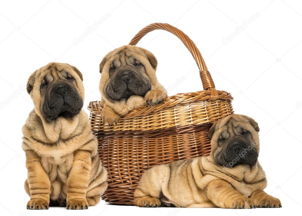 Three Sharpei puppies , sitting, lying and put in a wicker baske