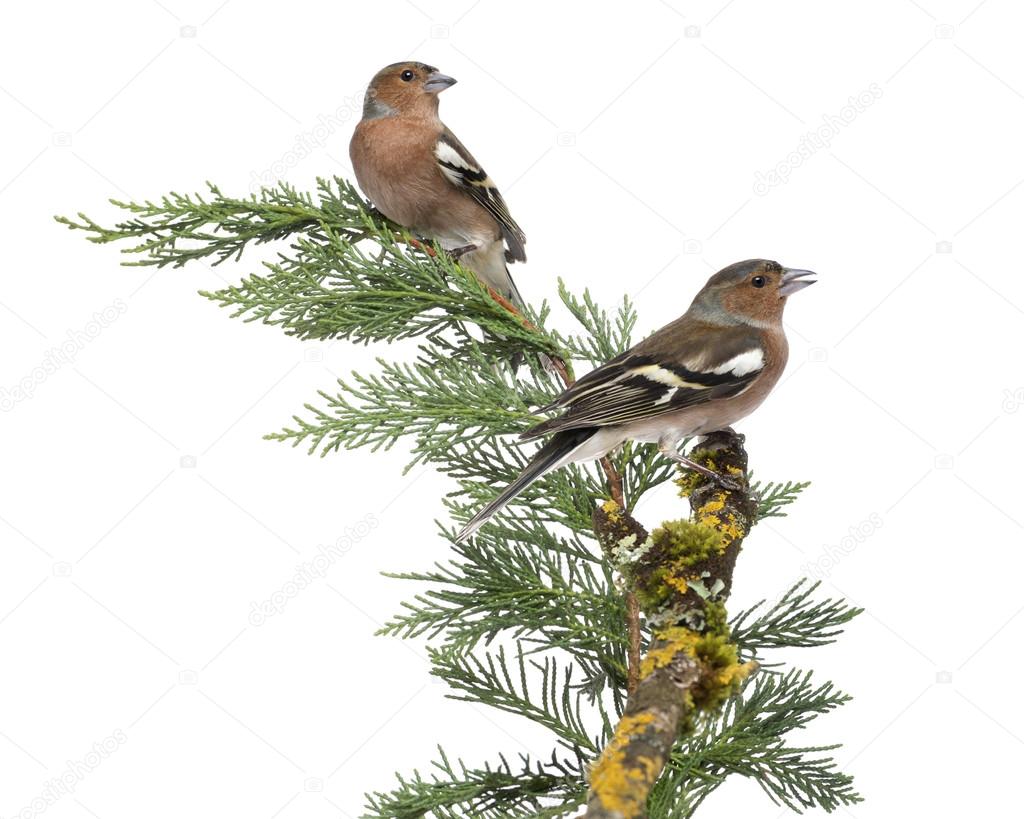 Two Common Chaffinch Males - Fringilla coelebs - perched on a gr