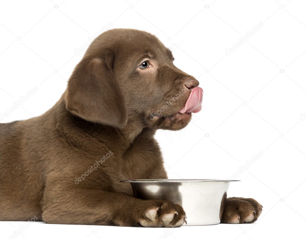 Labrador 2 month puppy diet online