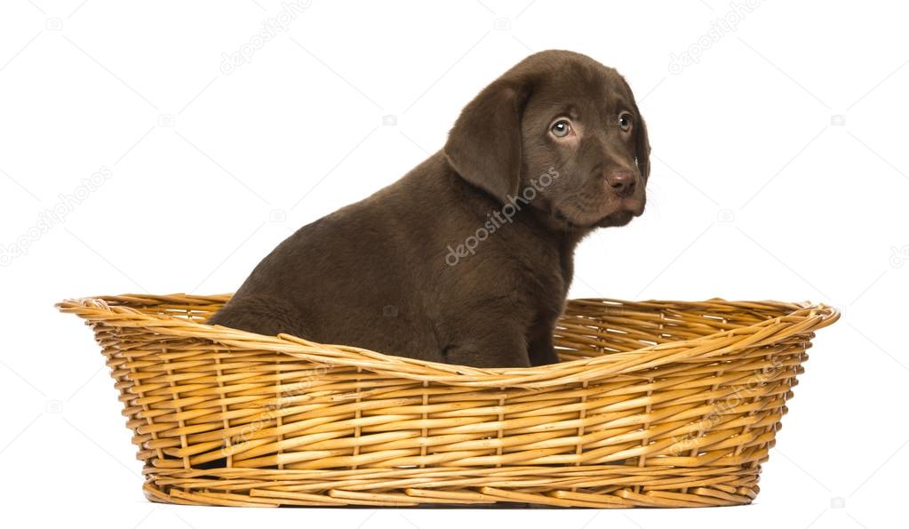 Labrador Retriever Puppy sitting in a wicker basket, 2 months ol