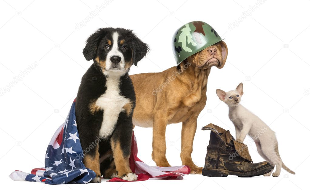 Group of Patriotic dogs and cat