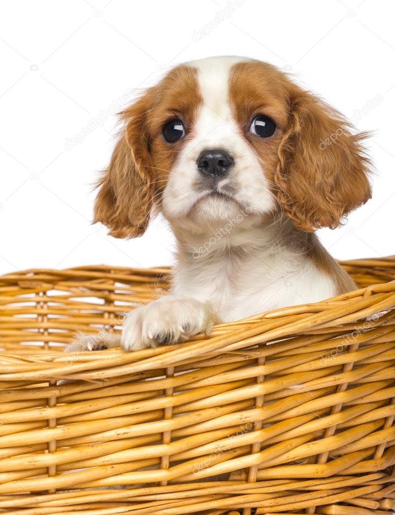 Close-up of a Cavalier King Charles Puppy, 2 months old, in wick