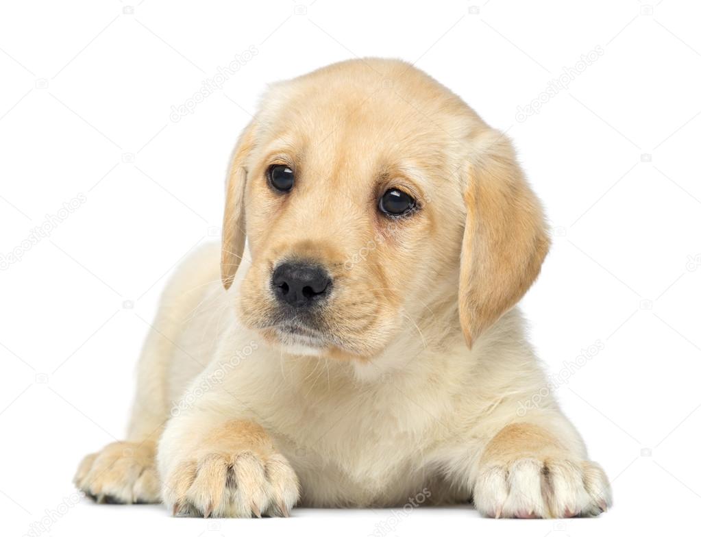 Image Result For A Labrador Retriever Puppy Image Result For A Labrador Retriever Puppy