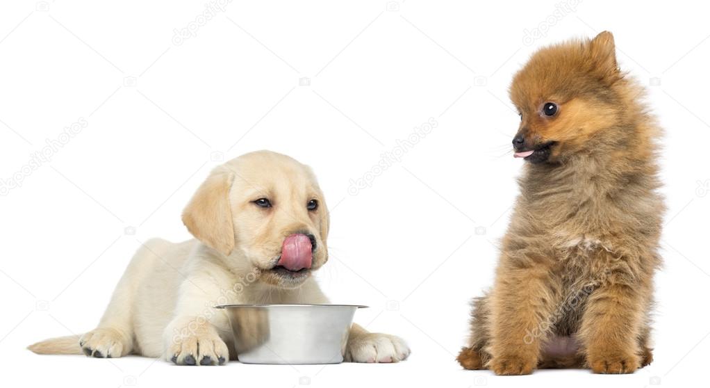 Labrador Retriever Puppy licking his lips in front of a bowl and