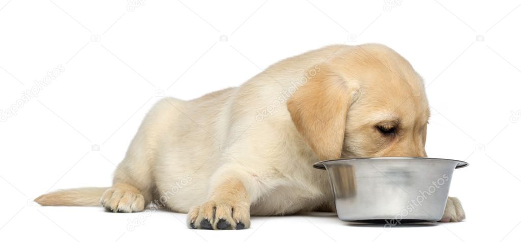 Labrador Retriever Puppy lying and eating from his bowl, (2 mont