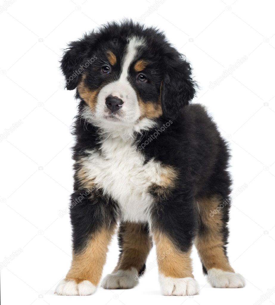 Bernese Mountain Dog Puppy, 2 months old, standing, isolated on