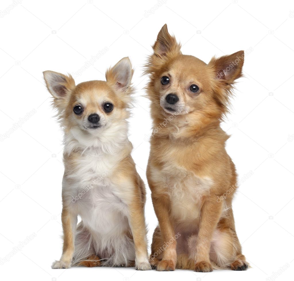 Two Chihuahuas, 5 and 4 years old, sitting next to each other, i