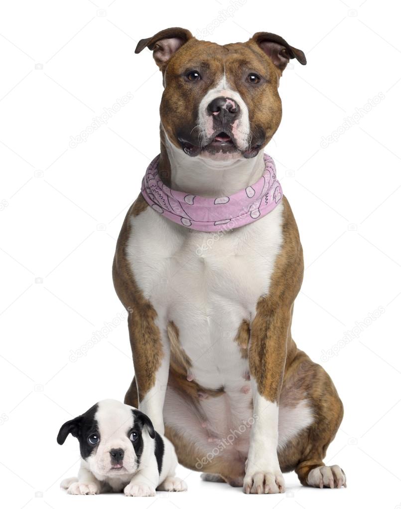 American Staffordshire terrier with pink bandana and French Bull