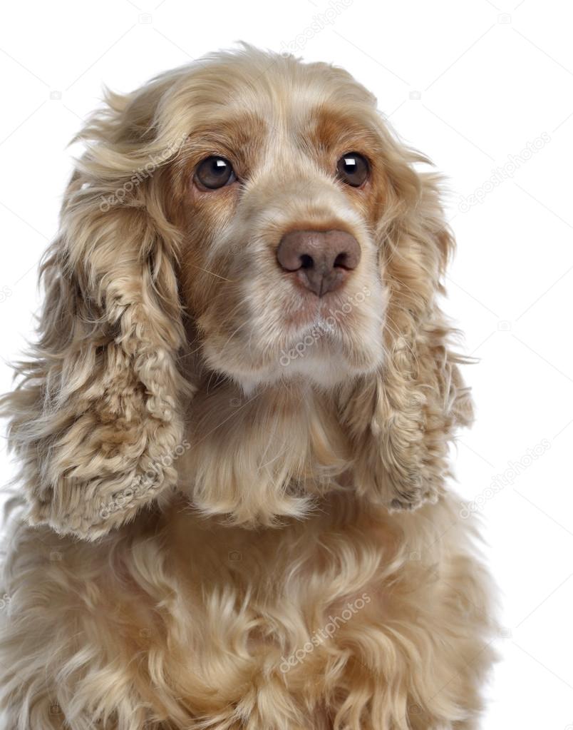 Close-up of an English cocker spaniel, isolated on white