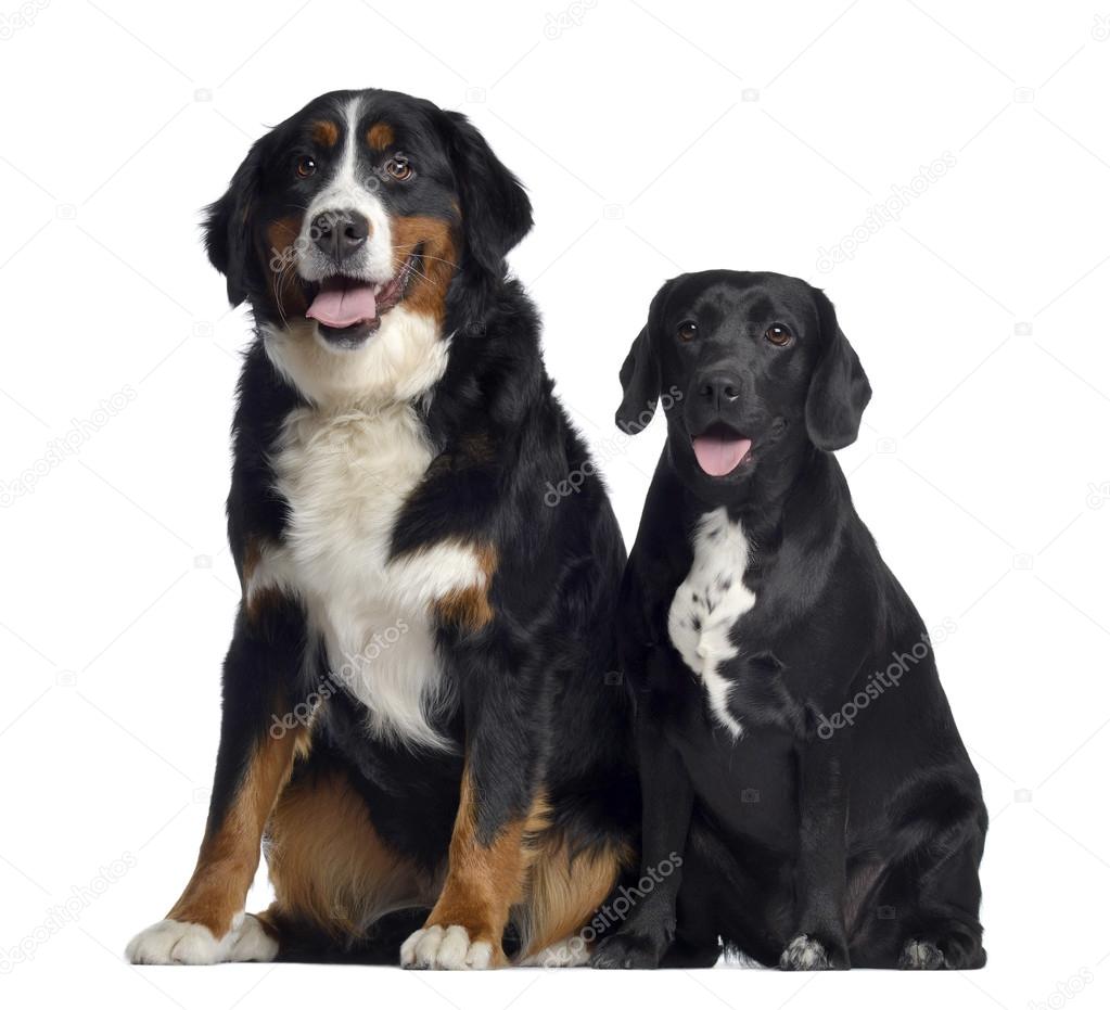 Lab Berner Dogs Bernese Mountain Dog And Labrador Lab Swiss