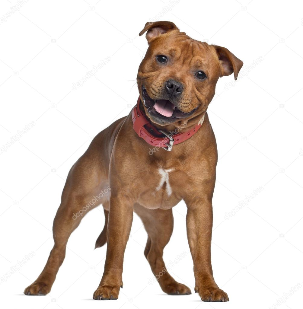 Ginger staffordshire hotsell bull terrier
